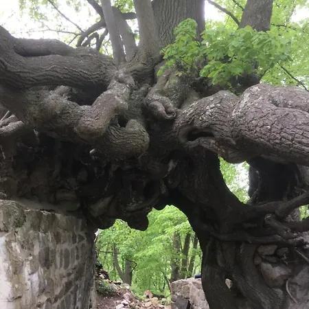 Quedlinburg Ot Gernrode Harz * Gernrode (Saxony-Anhalt)